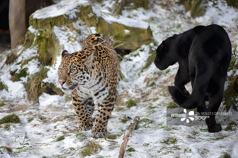 美洲虎 - 正面和背面图片素材