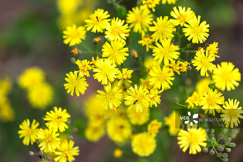黄花与昆虫蚂蚁图片素材
