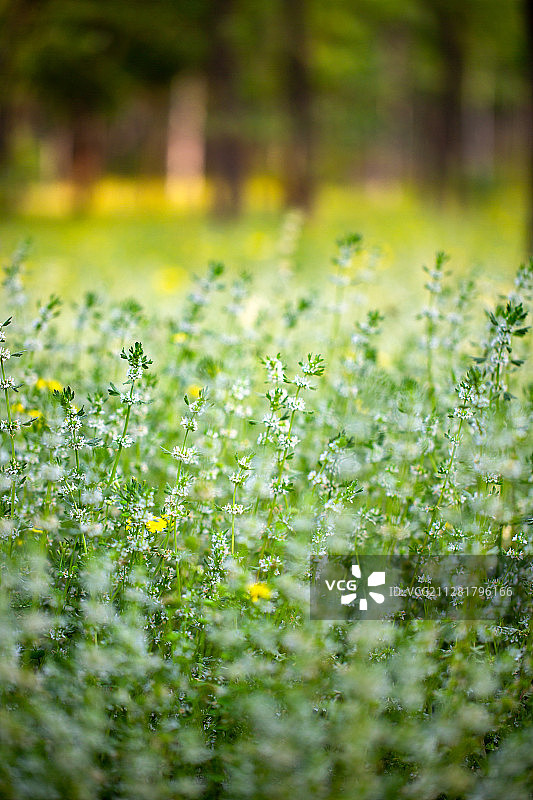 夏至草图片素材