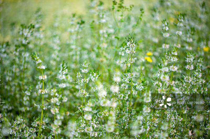 夏至草图片素材