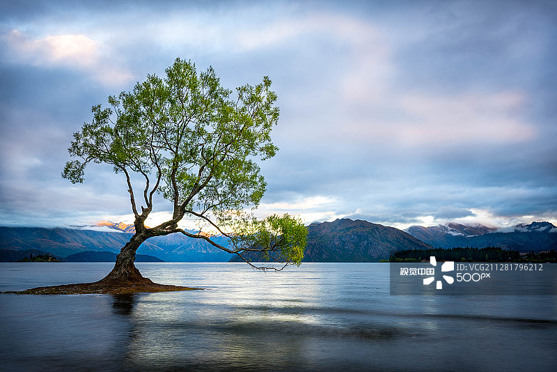 那棵树图片素材