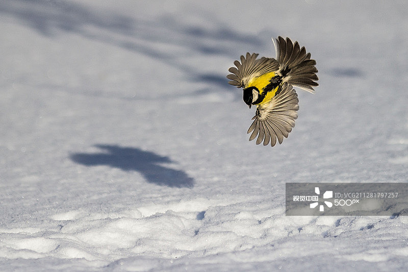 大山雀图片素材