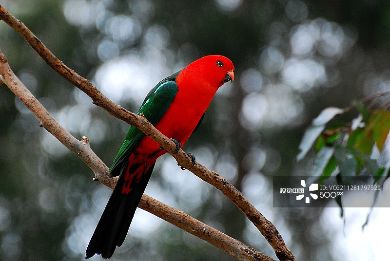 帝王鹦鹉图片素材