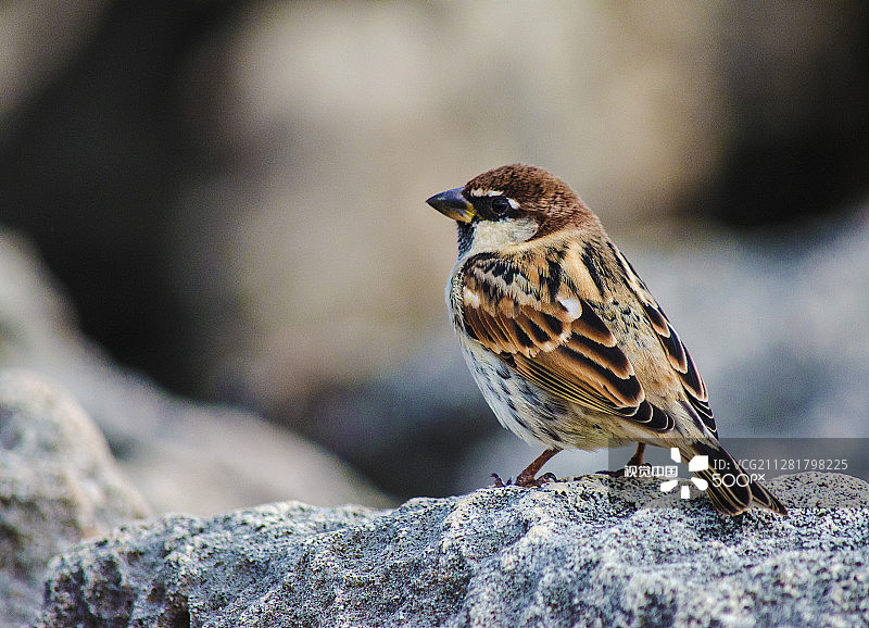 在岩石上图片素材