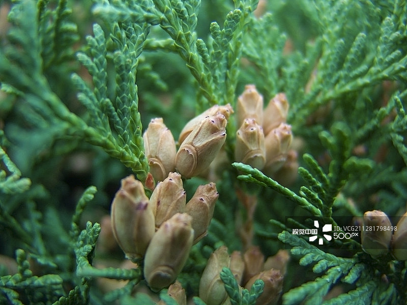 欧洲菊及其花朵图片素材