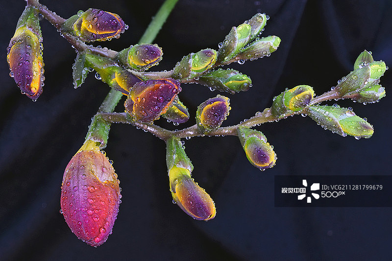 红色小苍兰花蕾图片素材