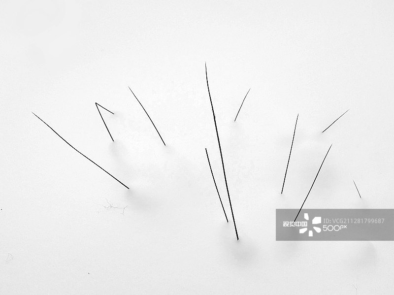 雪崩中的豪猪图片素材