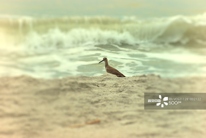 萨尼贝尔矶鹞图片素材