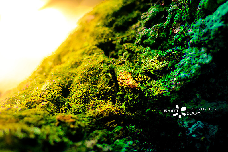 森林地面图片素材