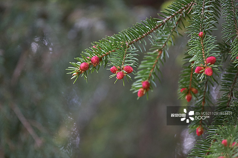 圣诞树图片素材