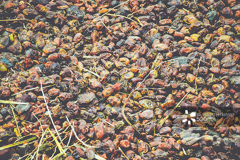 掉落的椰枣图片素材