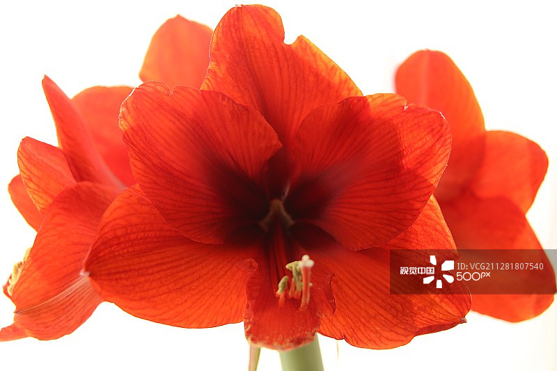 孤挺花图片素材