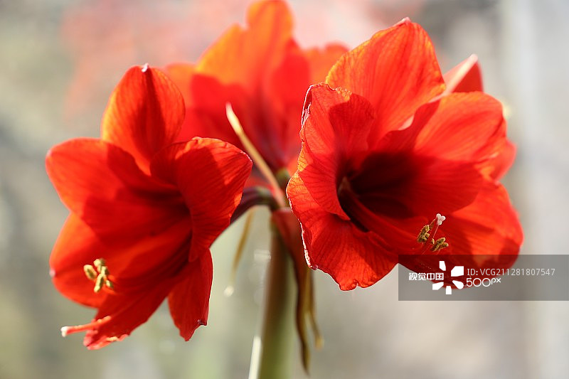 孤挺花图片素材