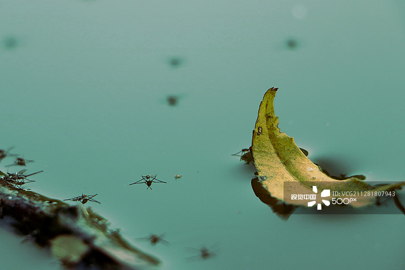 水黾科昆虫图片素材