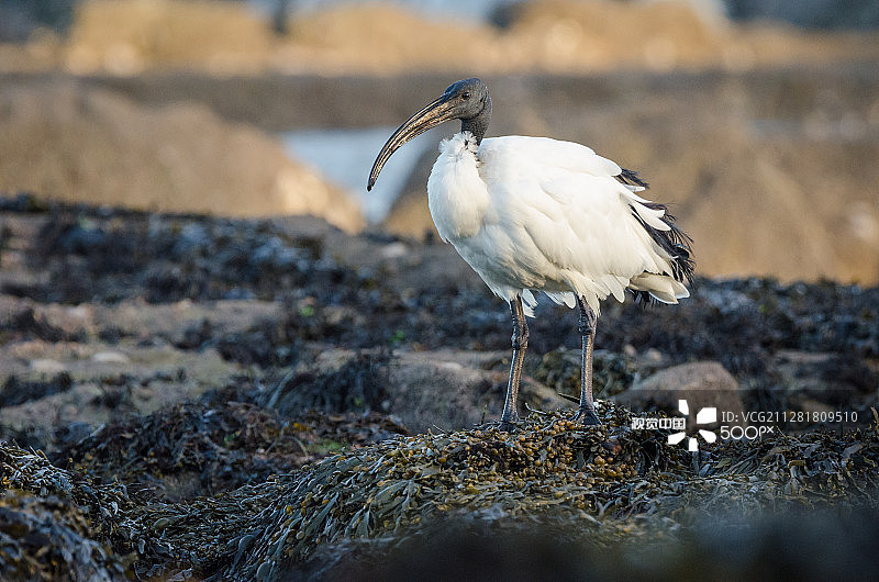 埃及圣鹮图片素材