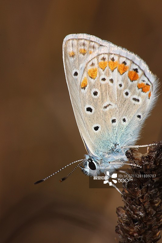 普通灰蝶图片素材