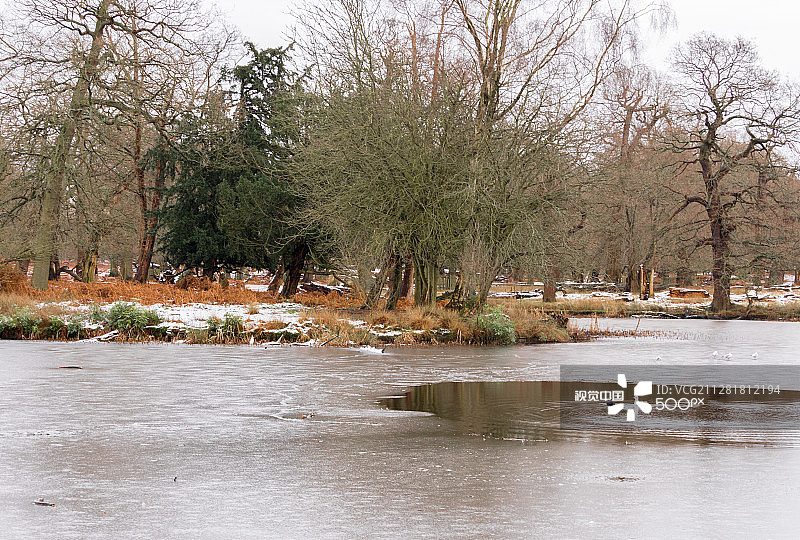 英国柴郡，雪后冰湖上的鸟图片素材
