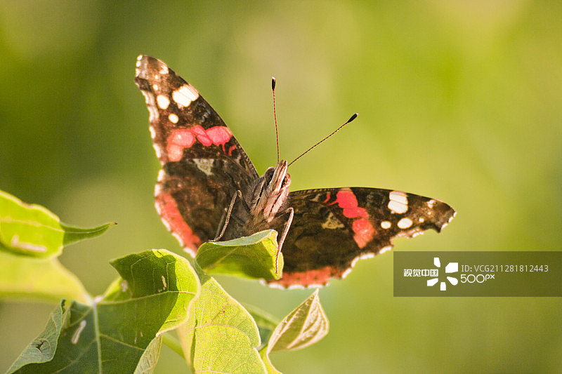 红蛱蝶图片素材