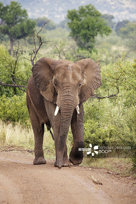 野外非洲象图片素材