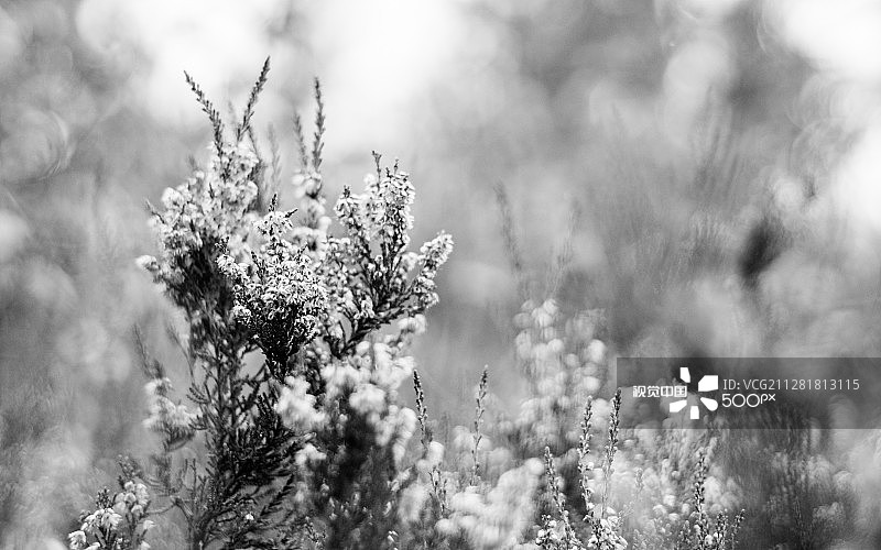 石楠花图片素材