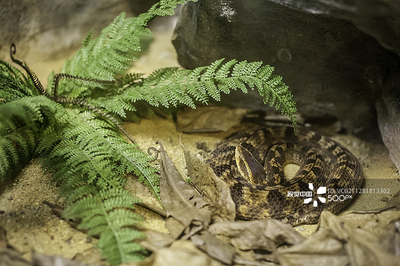 Stripe支付图片素材