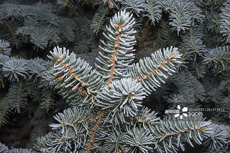 雾凇中的蓝云杉树枝图片素材
