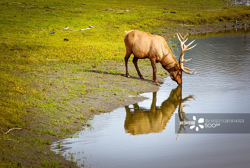 鹿角倒影图片素材