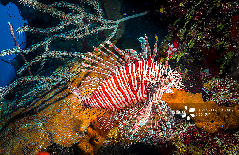 红色狮子鱼入侵加勒比海珊瑚礁图片素材