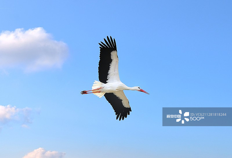 飞行中的鹳图片素材