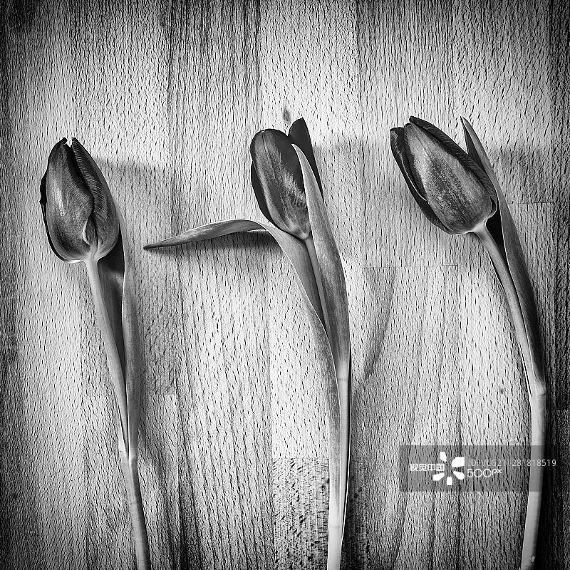 木板上的单色郁金香图片素材