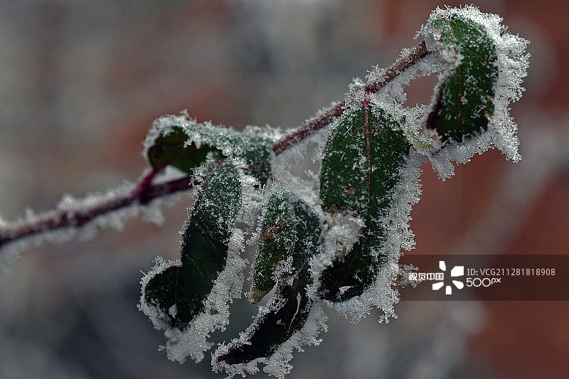 克服严寒图片素材