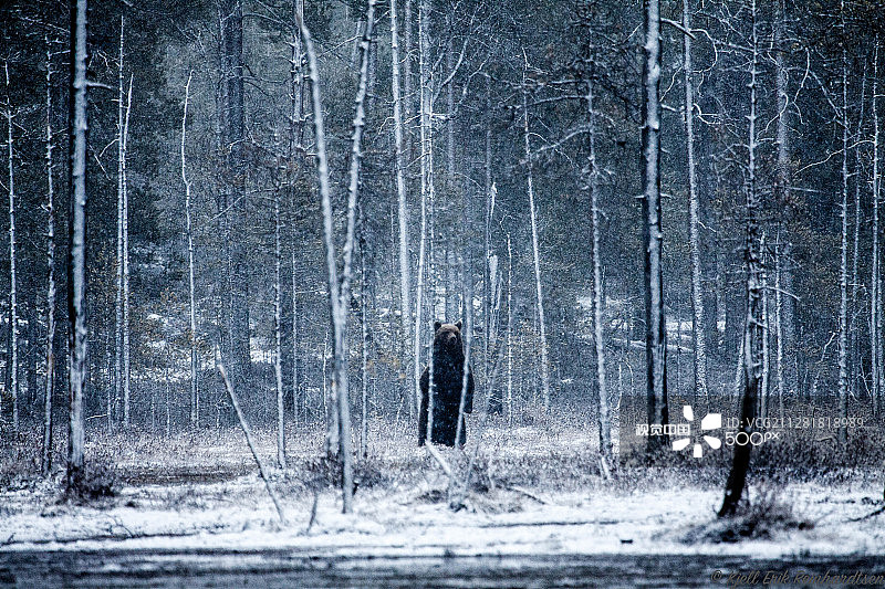 站立的熊图片素材