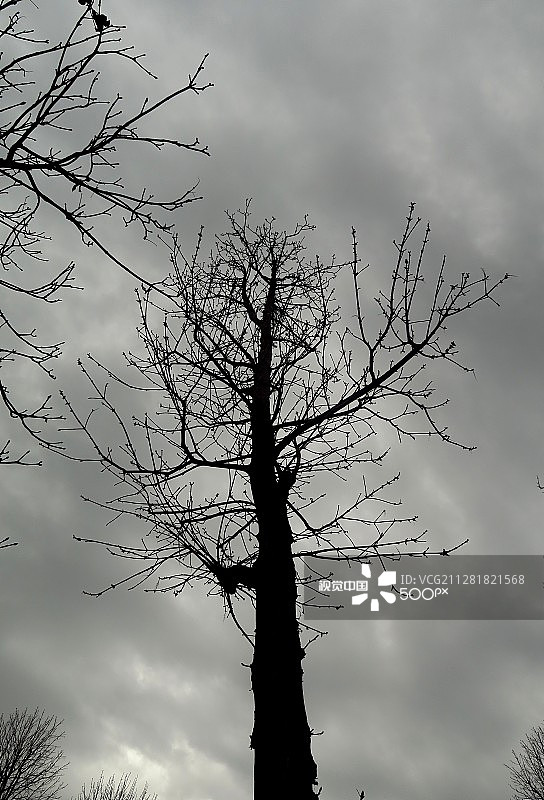 冬天的树图片素材