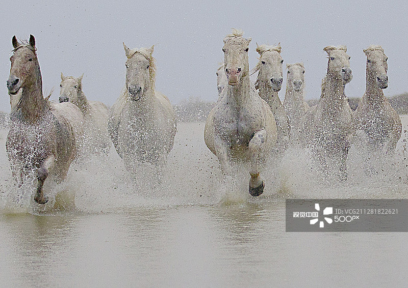 以摄影之名的野马图片素材