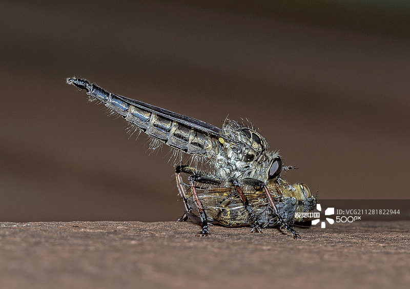 强盗飞图片素材