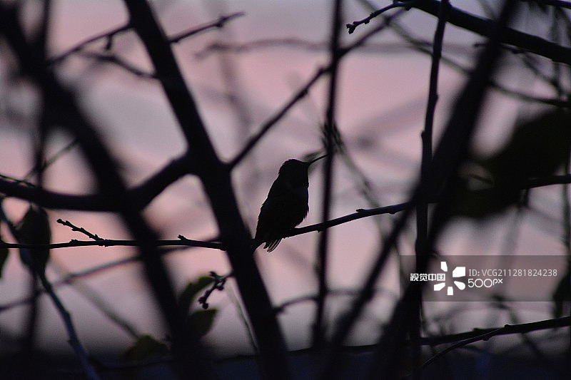 日落下的蜂鸟图片素材