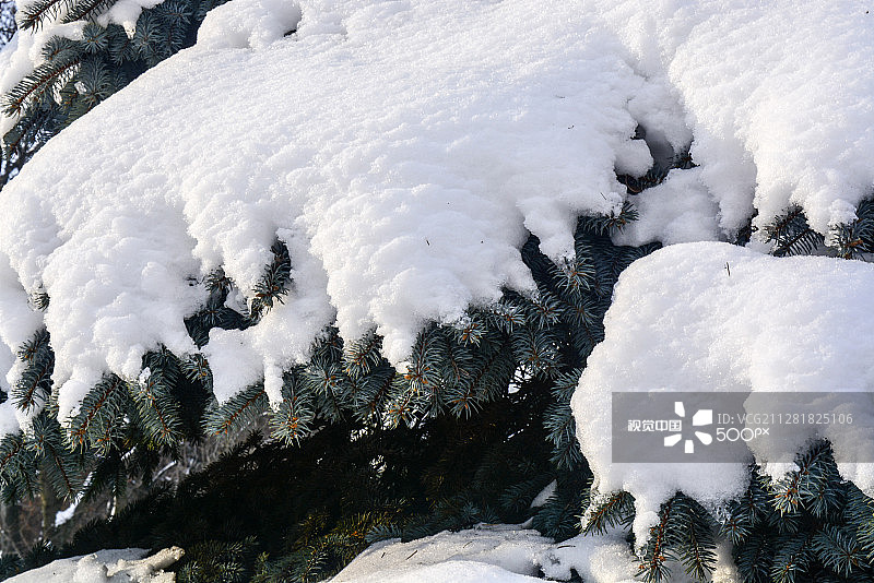 被雪覆盖的杉树图片素材