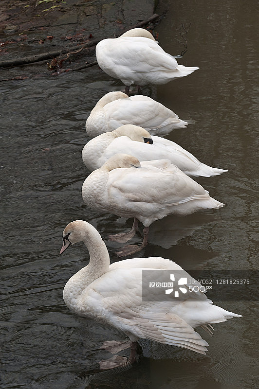 失眠的天鹅图片素材