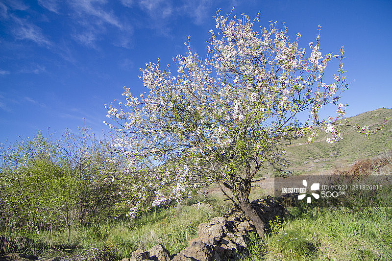 盛开的杏树10图片素材