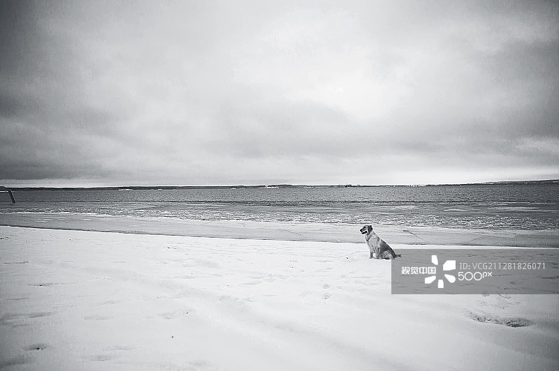 冬季金毛寻回犬图片素材