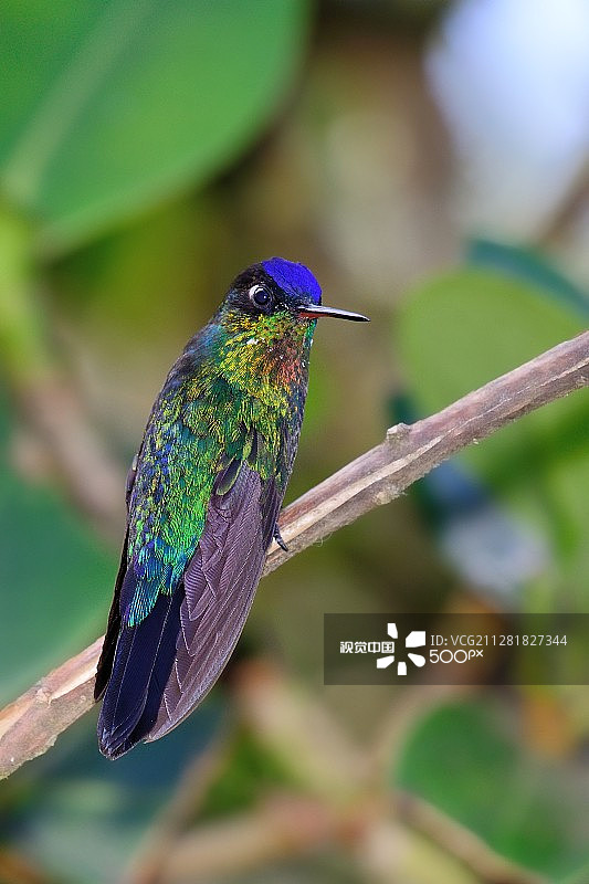 哥斯达黎加的鸟类图片素材