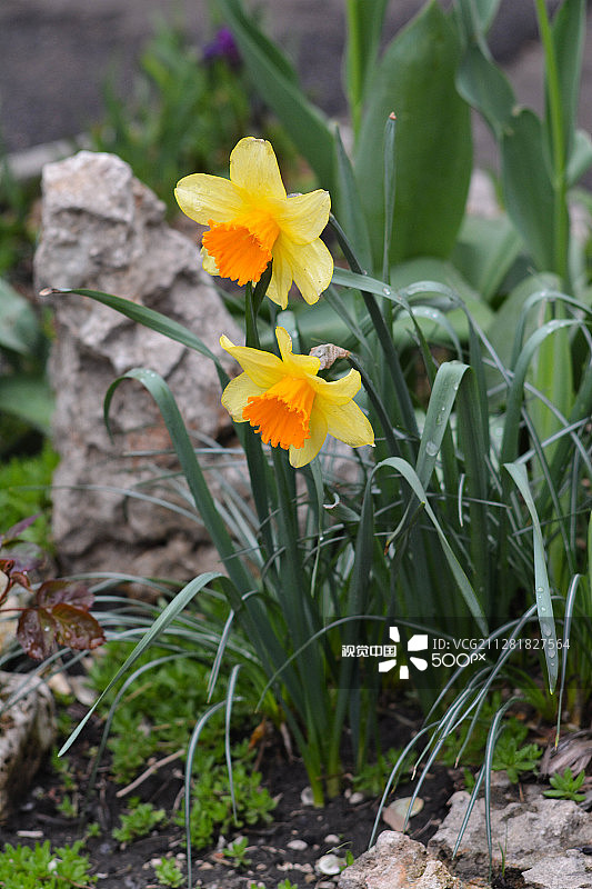 那喀索斯图片素材