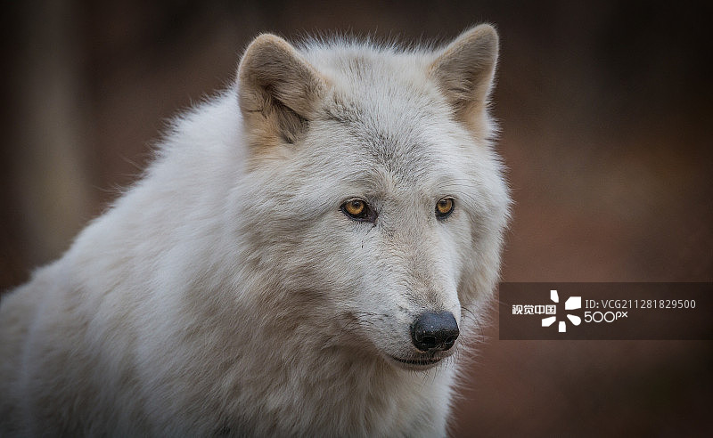 北极狼图片素材