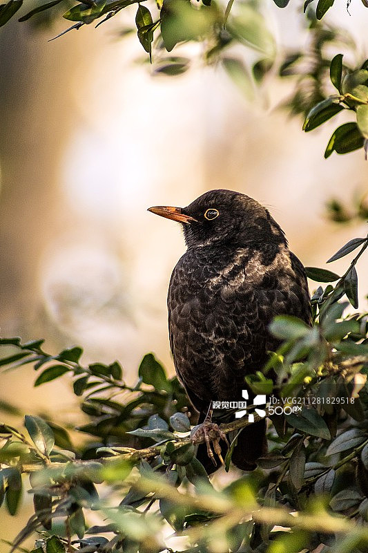 灰背鸫图片素材