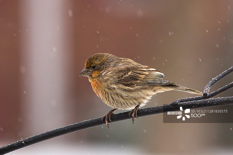 房子雀图片素材