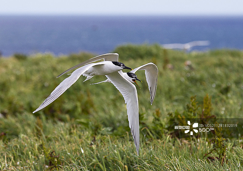 白嘴端燕鸥图片素材