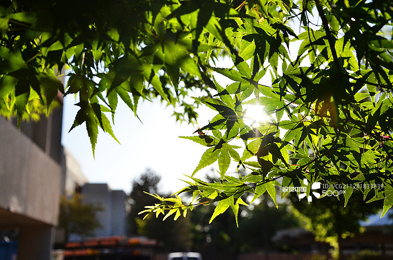 日本枫树图片素材