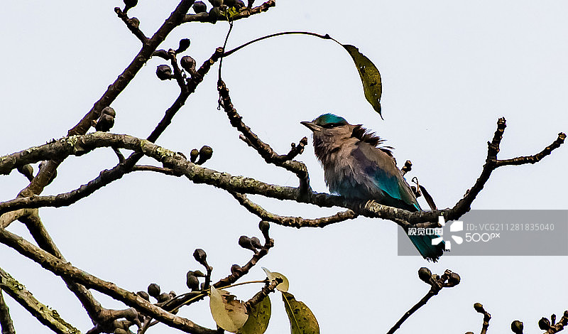 印度蓝喉蜂虎图片素材