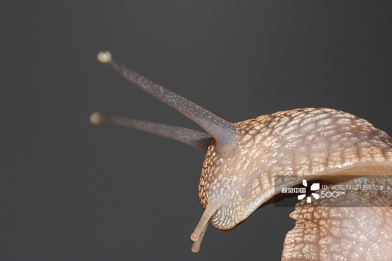 蜗牛侧面照图片素材