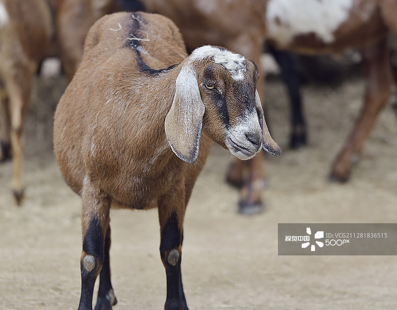 棕色家山羊图片素材